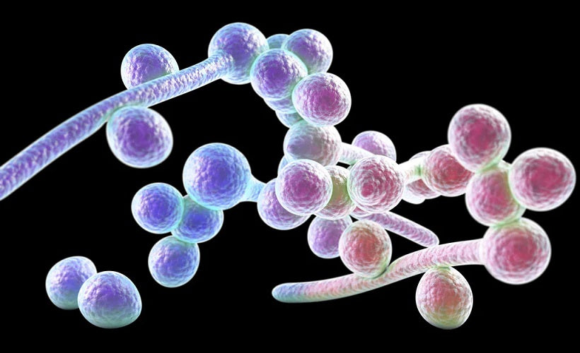 Candida - The Good, the Bad & the Ugly