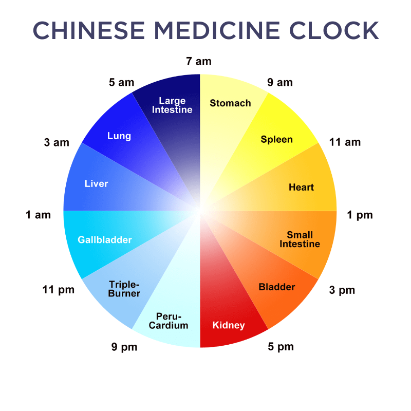 The TCM Body Clock: Your 24-Hour Energy Cycle