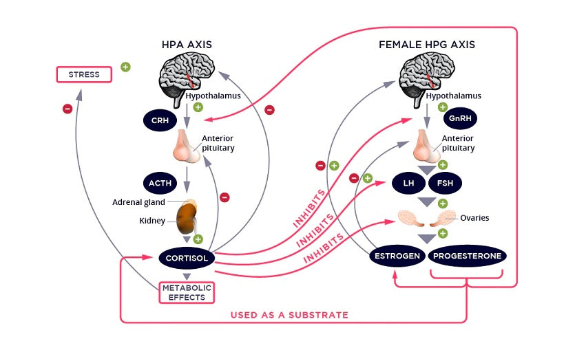 The Importance of Meditation for Stress and Hormonal Balance