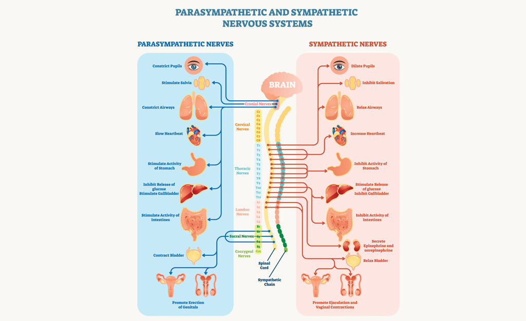 Chart showing Parasympathetic vs Sympathetic Nervous System | Happy Healthy You