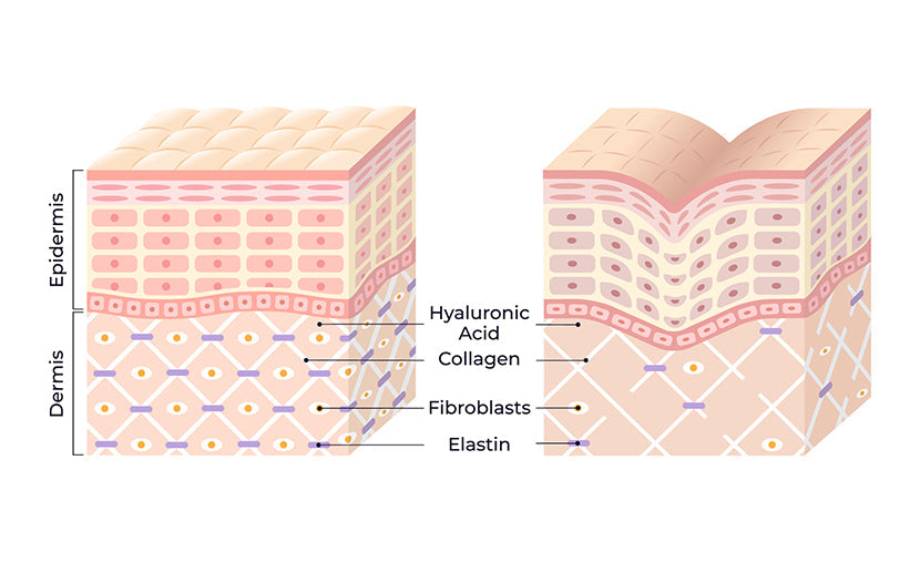 Your skin is not ageing. Your collagen is.