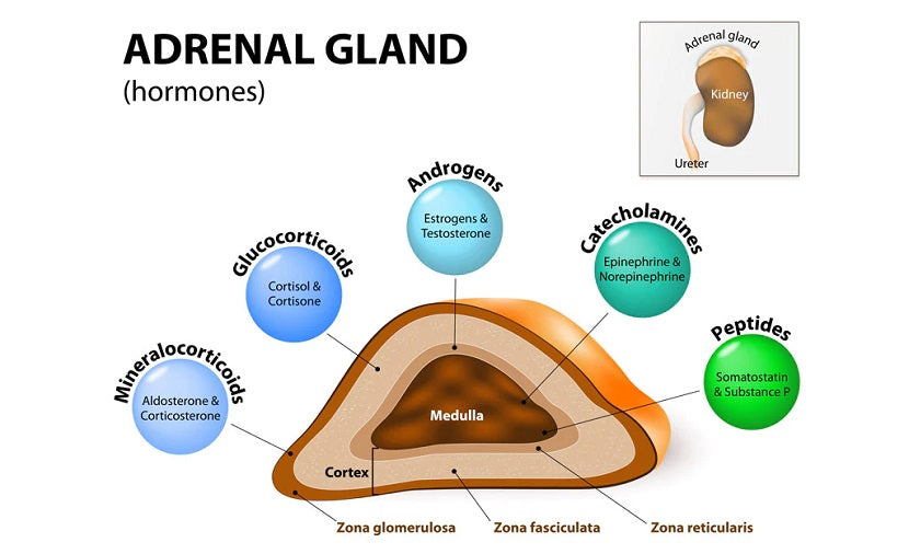 What Is Adrenal Fatigue?