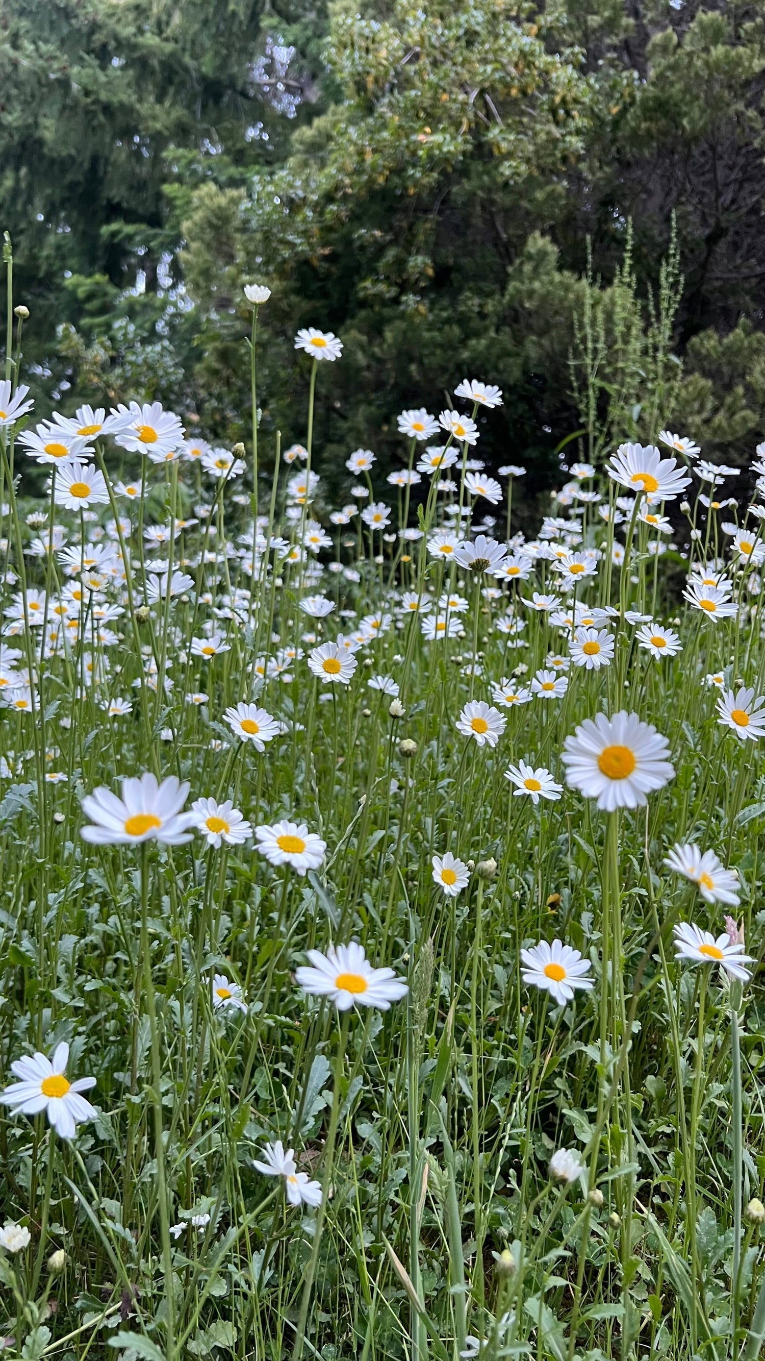 Your Daily Histamine Defence (with Anti-Ageing Perks)