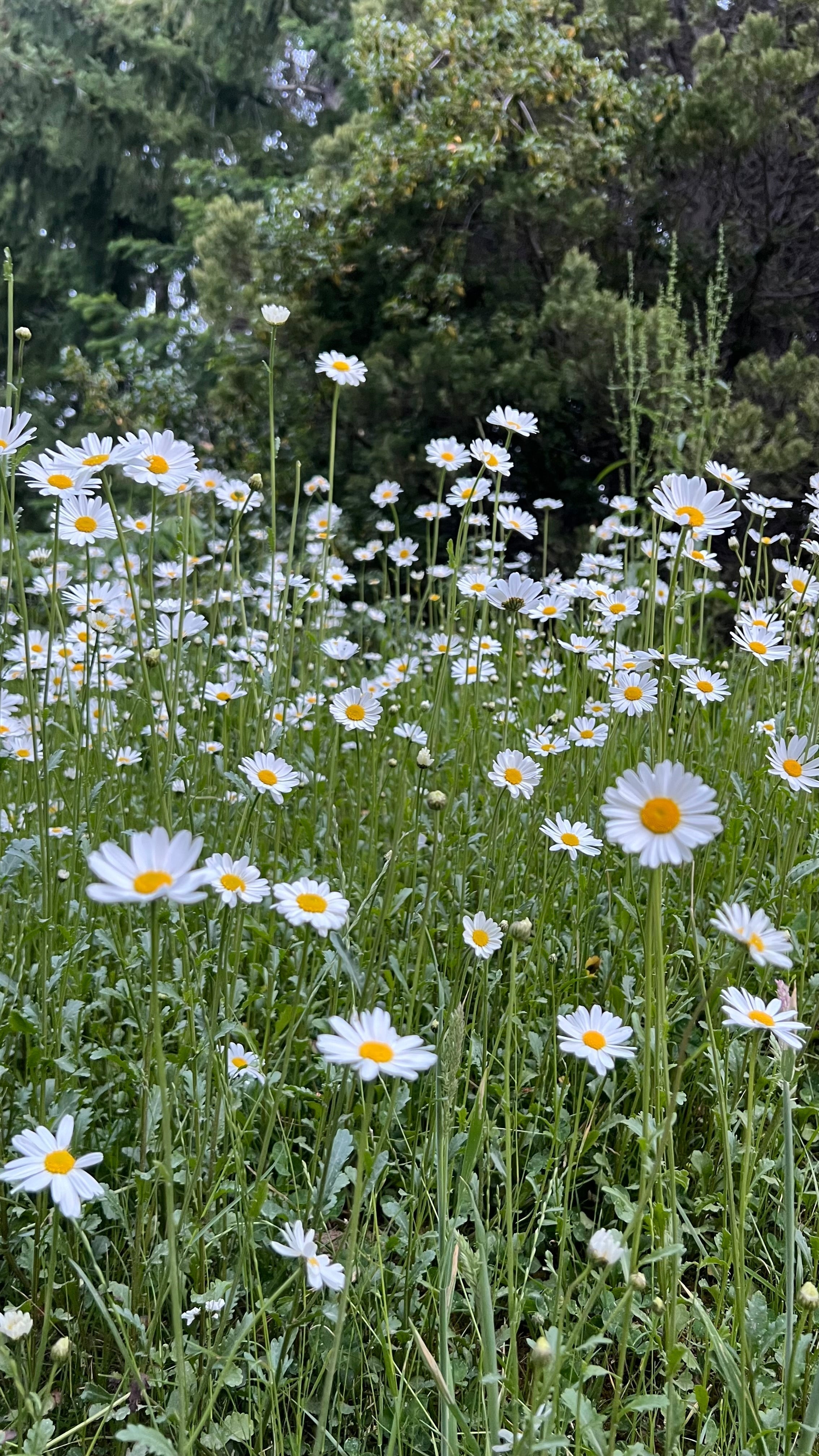 Your Daily Histamine Defence (with Anti-Ageing Perks)