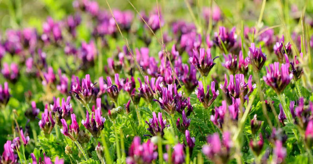 Astragalus: The Ancient Anti-Ageing Secret in Happy Defence