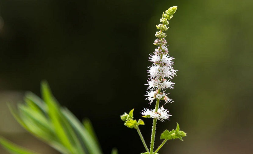Black Cohosh - Nature's Balancer