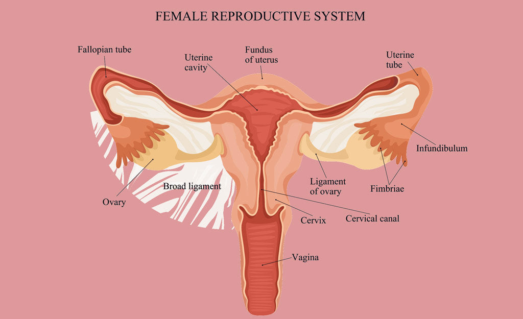 What Is The Female Reproductive System? | Happy Healthy You What Is The Female Reproductive System? | Happy Healthy You