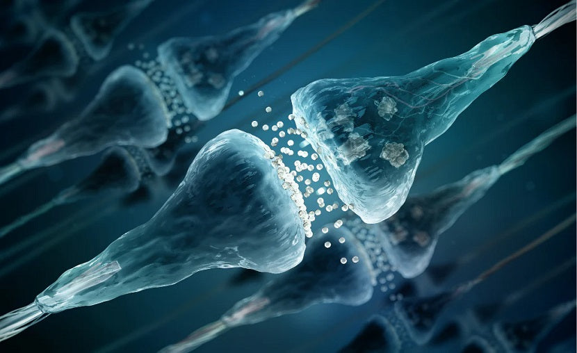 Mental Health Disorders and the Influence of Neurotransmitters