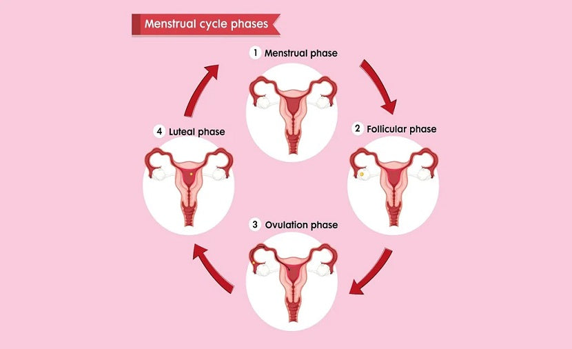What are the 4 Phases of the Menstrual Cycle?