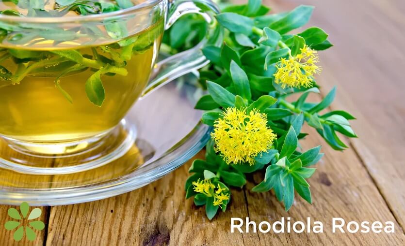 Benefits of Rhodiola Rosea