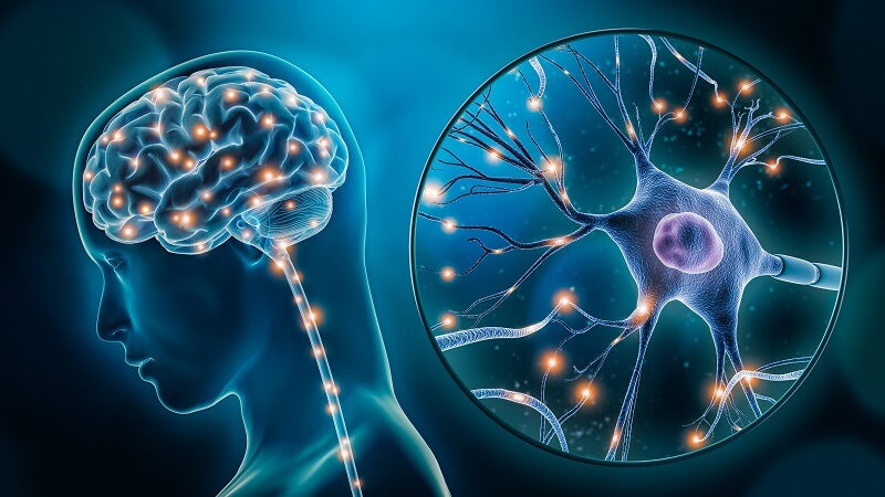 The Glymphatic System: Unraveling the Secrets of Sleep and Brain Health