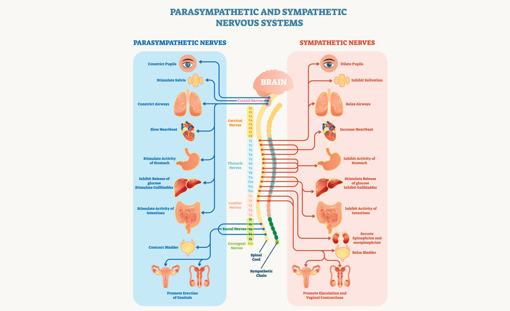 Chart showing Parasympathetic vs Sympathetic Nervous System | Happy Healthy You