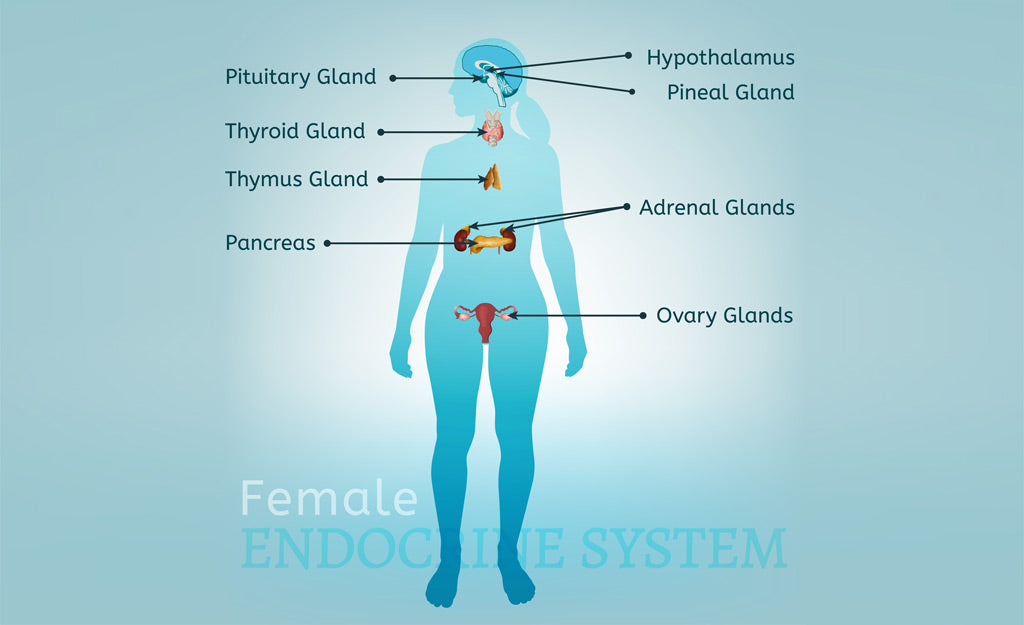 What Is The Endocrine System?