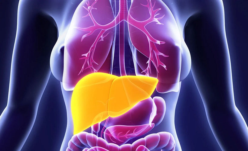 Liver Health and how it impacts your hormones