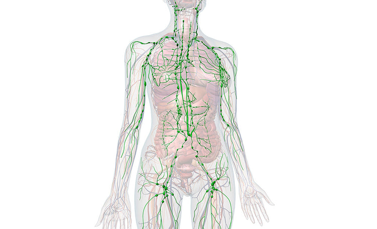 What is the Lymphatic System? | Happy Healthy You