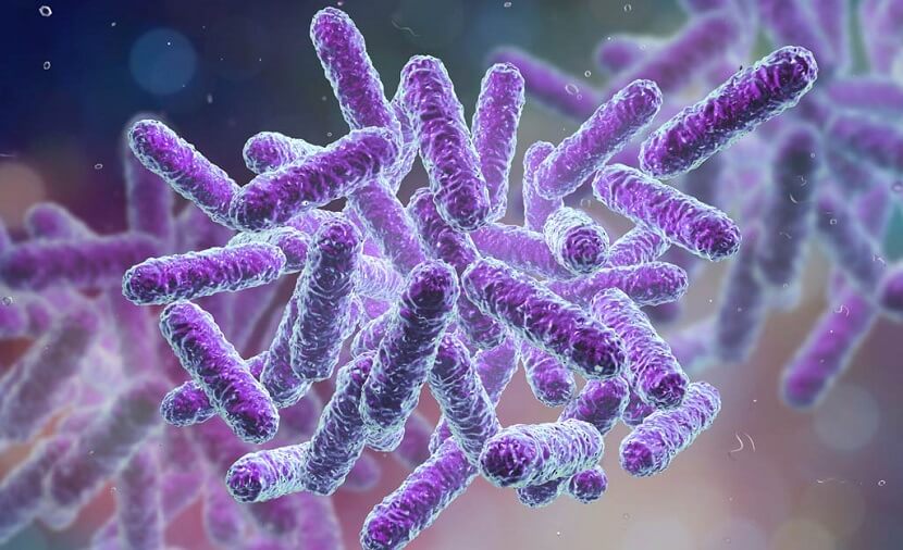 Probiotics & Prebiotics