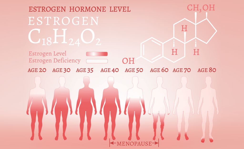 Where Is Oestrogen Produced?