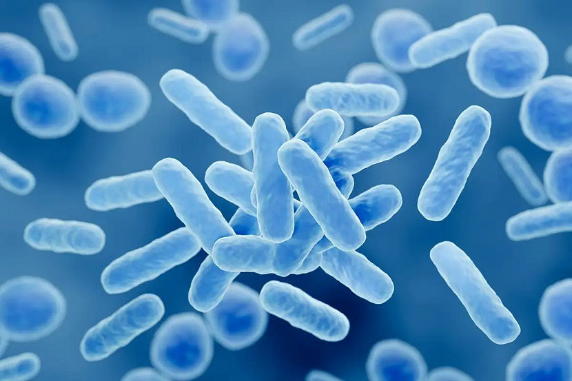 Can You Take Prebiotics Together with Probiotics