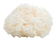 Tremella Fuciformis Fruit Body Extract (Snow Fungus)